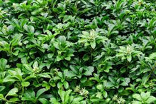 Load image into Gallery viewer, Pachysandra terminalis #2
