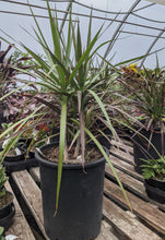 Load image into Gallery viewer, Dracaena #5
