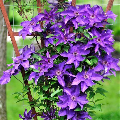 Clematis 'The President' #2