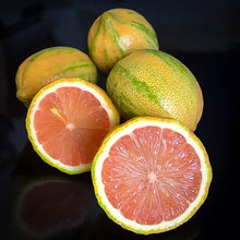 Load image into Gallery viewer, Citrus Pink Lemon (variegated) #5
