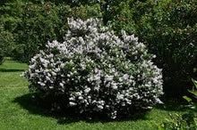 Load image into Gallery viewer, Syringa pubescens &#39;Miss Kim&#39; #3
