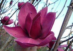 Magnolia soulangeana 'Cleopatra' #10