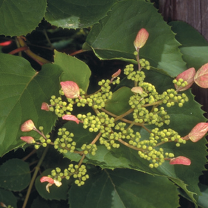 Schizophragma h. 'Rosea' #2